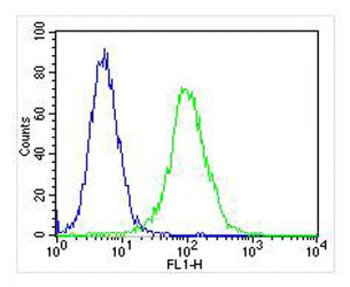 PPP2R1B Antibody