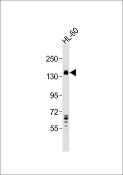 SEMA4D Antibody (Center)