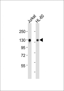 SEMA4D Antibody (C-term)