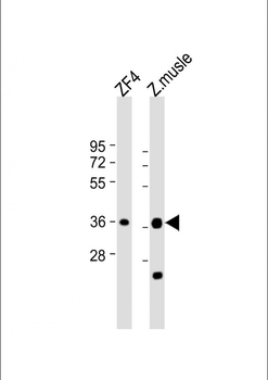 (DANRE) mc4r Antibody (N-Term)