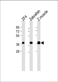 (DANRE) mc4r Antibody (N-Term)
