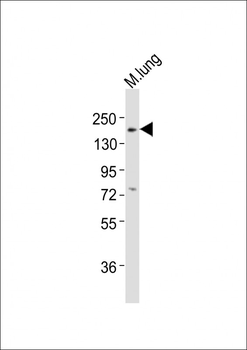 Mouse Erbb3 Antibody (P1076)
