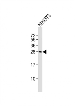(Mouse) Rybp Antibody (Center)