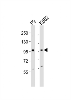 (Mouse) Ezh2 Antibody (Center)