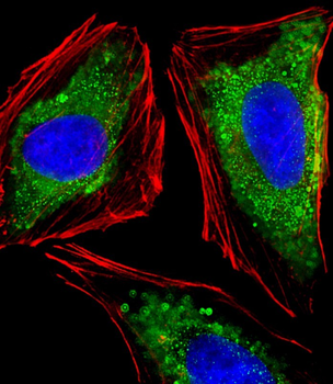 ITGA7 Antibody (N-term)