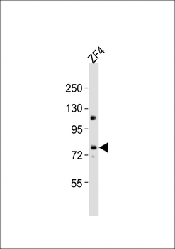 (DANRE) mtm1 Antibody (C-Term)
