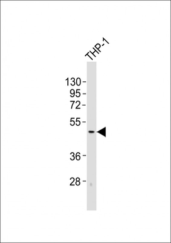 TACR1 Antibody (C-term)