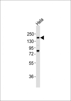 LAMA4 Antibody (C-term)