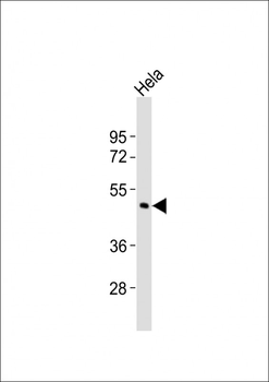 CHST4 Antibody (C-term)