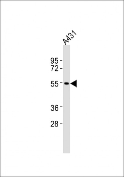 CNR1 Antibody (C-term)