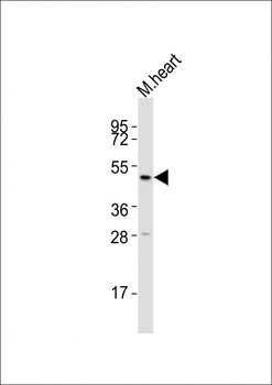 Htr2a Antibody (N-term)