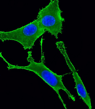 GNA11 Antibody (Center)