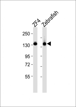 (DANRE) cyfip1 Antibody (Center)