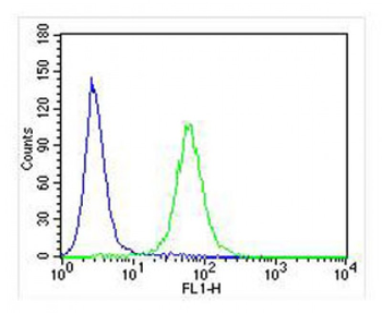 IL24 Antibody