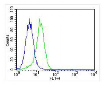 CSF1R Antibody
