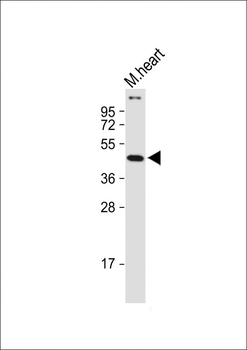 (Mouse) Sox17 Antibody (C-term)
