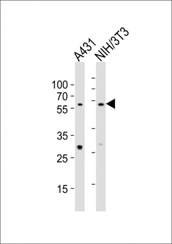 (Mouse) Eed Antibody (Center)