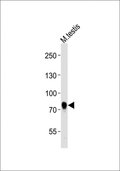 (Mouse) Melk Antibody (C-term)