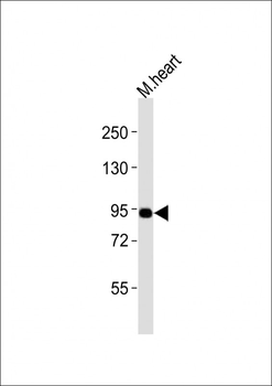 (Mouse) Uhrf1 Antibody (C-term)