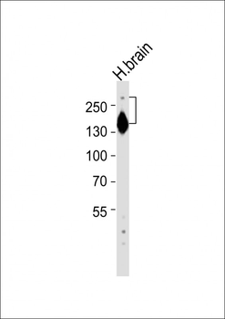 SPTAN1 Antibody (Center)