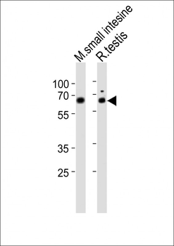 Mouse Nr5a2 Antibody (Center)