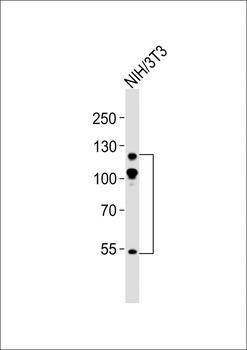 ABL2 Antibody
