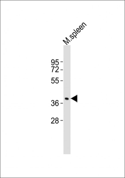 (Mouse) Tal1 Antibody (Center)