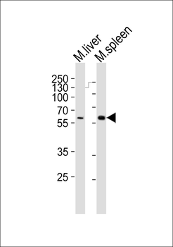 Mouse Srms Antibody (Center)