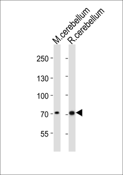 Leo1 Antibody (C-term)