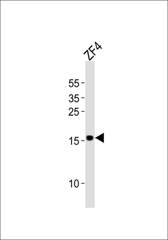 Zebrafish fundc1 Antibody (Center)