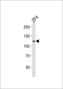 Zebrafish sh3bp4a Antibody (N-term)