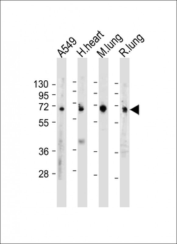 EHD2 Antibody (C-term)