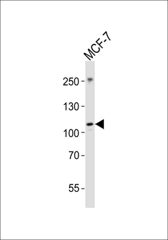 NTRK3 Antibody (Center)
