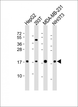 Mouse Hmga2 Antibody (N-term)