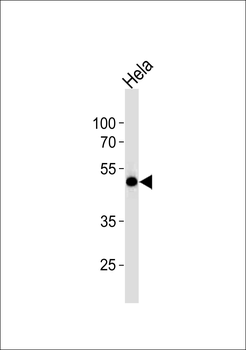 WWTR1 Antibody (C-term)