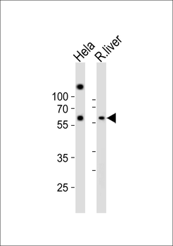 NFIA Antibody (C-term)