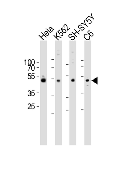 PAFAH1B1 Antibody (N-term)