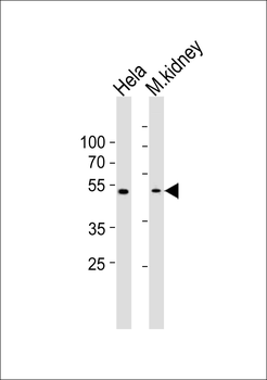 WWTR1 Antibody (C-term)