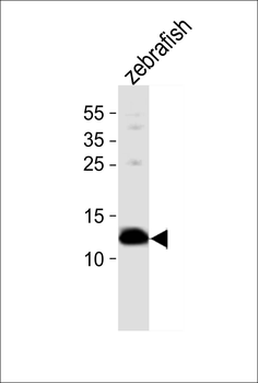 Zebrafish ba1 Antibody (N-term)