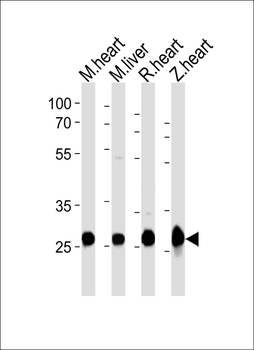 SDHB Antibody