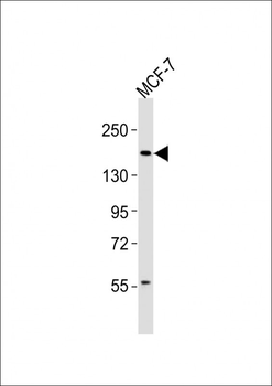 INSRR Antibody (Center)