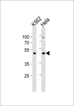 Mouse Actl6a Antibody (C-term)
