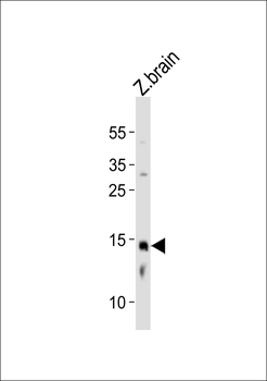 Zebrafish edf1 Antibody (C-term)