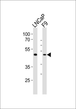 (Mouse) Sox17 Antibody (C-term)