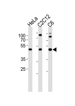 PAFAH1B1 Antibody (N-term)