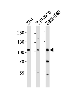 (DANRE) zte25 Antibody (N-term)