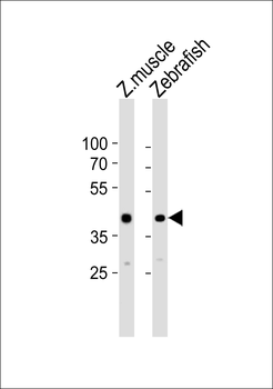 Zebrafish mycl1a Antibody (N-term)