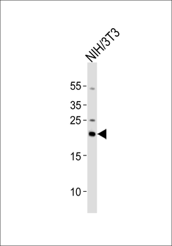RBM8A Antibody (Center)