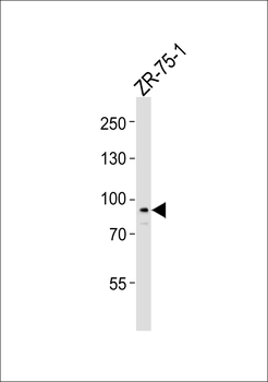 Phospho-RPS6KA5-S376.ctrl Antibody