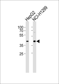 DAP3 Antibody (C-term)